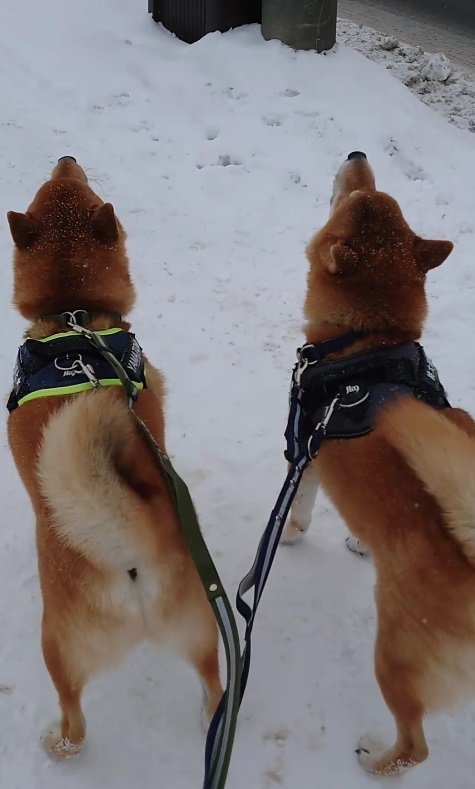 雪が降り積もる中で…