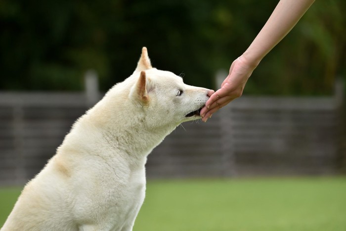 手からおやつをもらう白柴