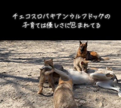 お姉さん犬と子犬たち