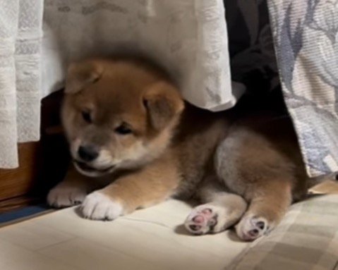 小さな声で成犬に吠え返す子犬