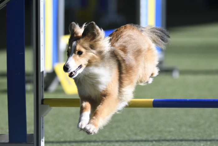 競技をする犬