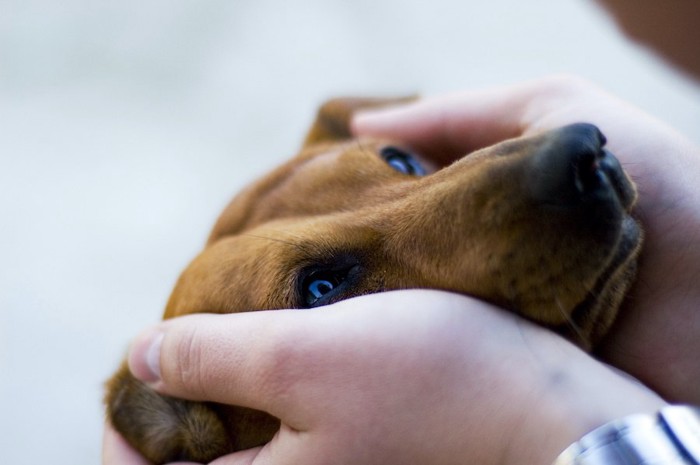 飼い主の両手で顔を包まれている犬