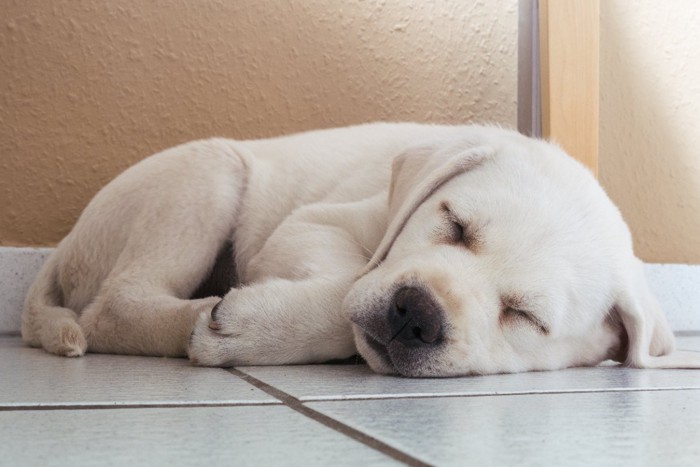 丸まって眠る子犬