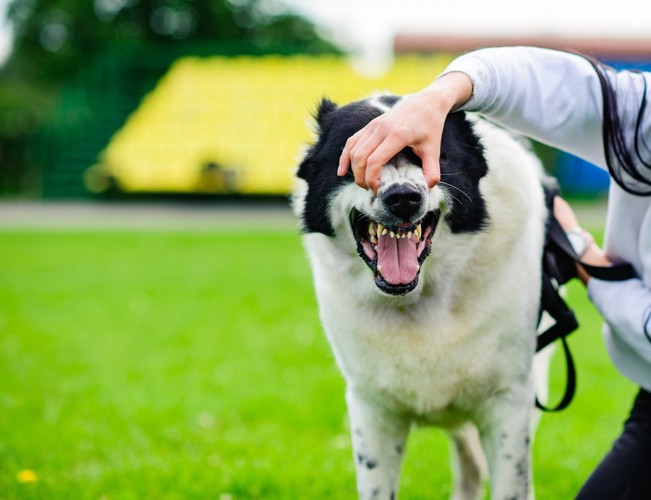 飼い主に顔をつかまれている犬