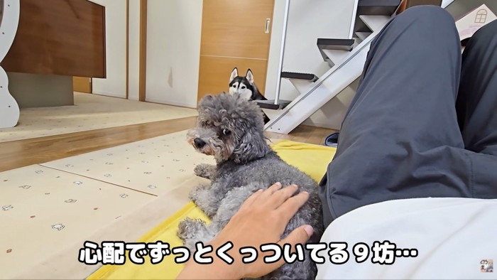 寄り添ってくれるきゅうちゃん
