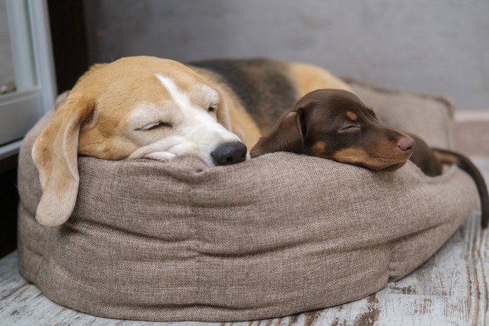 ビーグルと一緒に眠るカニンヘンダックスフンド