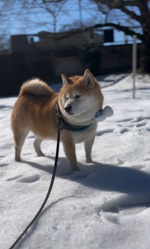 雪の上の福丸くん