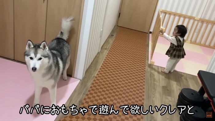 おもちゃで遊びたいクレアちゃん