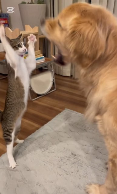 立ち上がってゴールデンレトリバーにパンチする猫