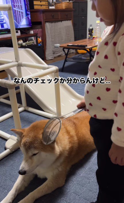 ごまちゃんを検査