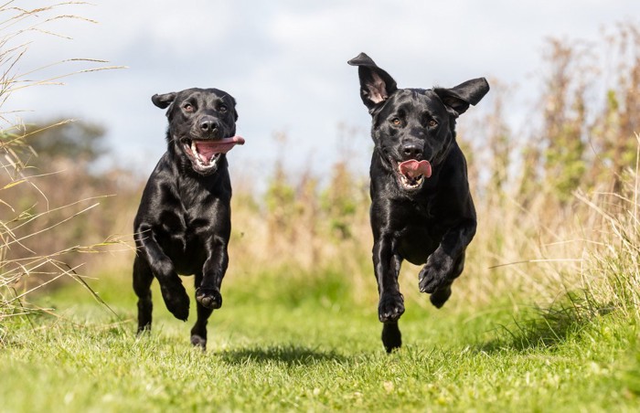 黒い2頭の犬