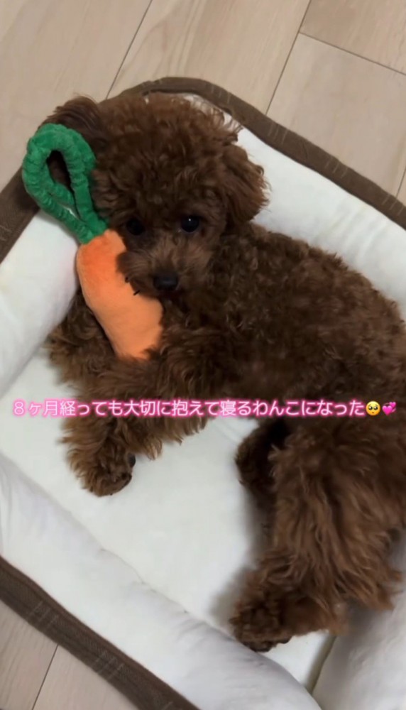 ぬいぐるみを抱きしめる子犬