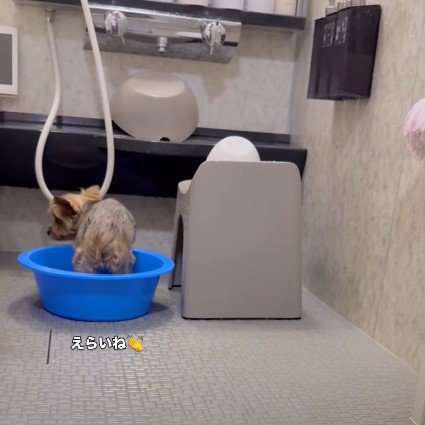 自分で桶の中に!!