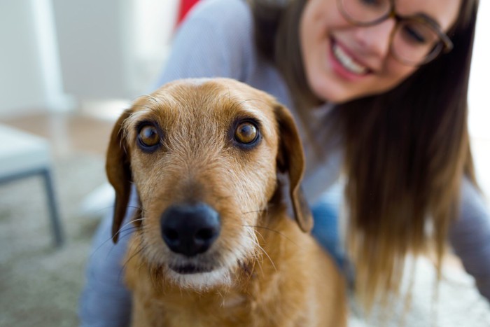 犬の顔アップ