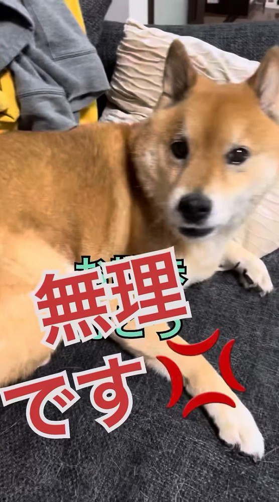 絶対に行きたくないようです