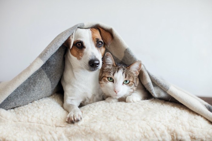 ブランケットをかぶって寄り添う犬と猫