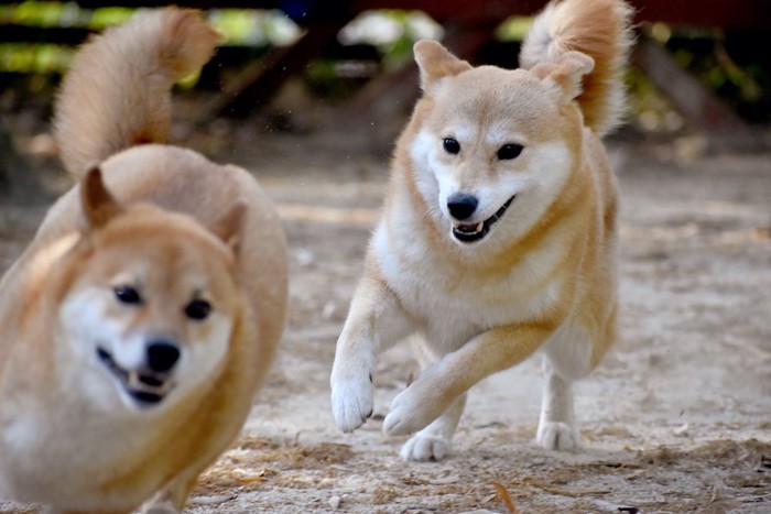 追いかけっこしている2匹の犬