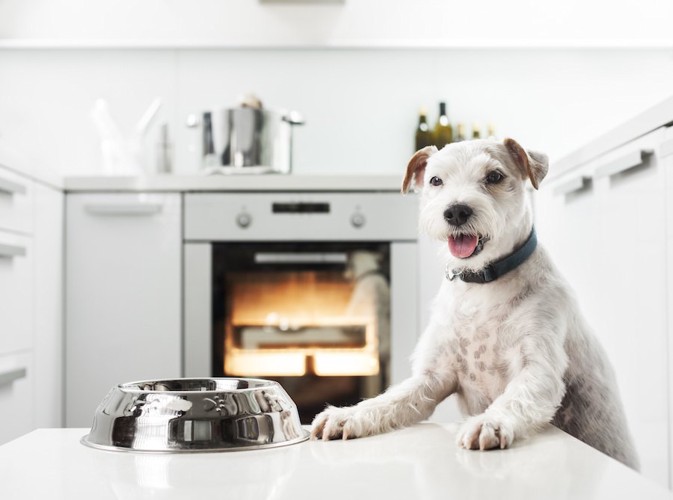 テーブルの上の器と食事を待つ犬