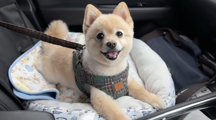 ハーネスをつけて車に乗っている犬