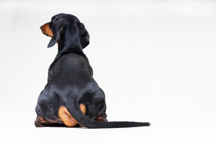 向こうを見る犬