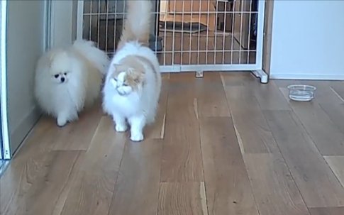 並走する