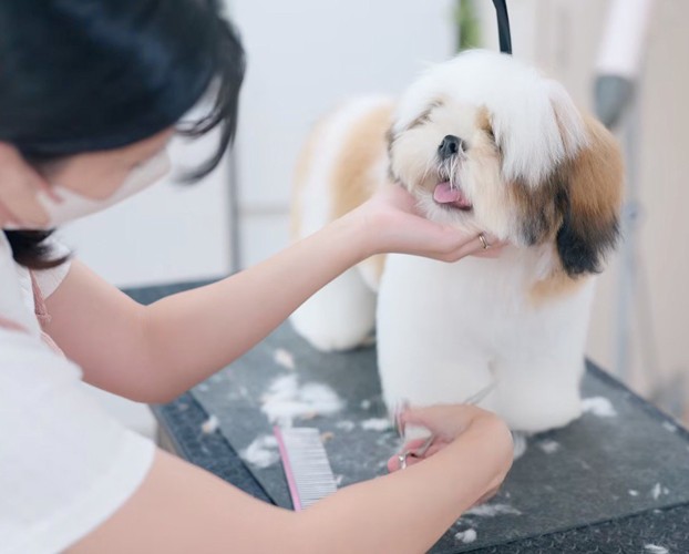 ハサミで毛を切るトリマーを見つめる子犬