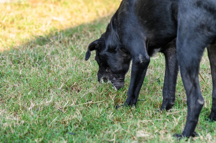 黒い犬、地面に向かって吐く仕草