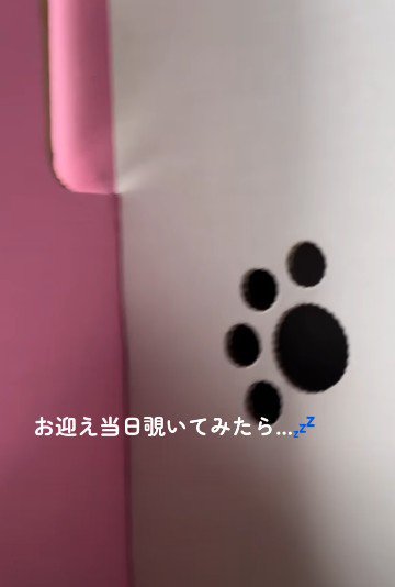 子犬をお迎え