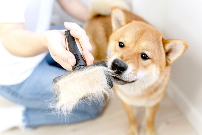 ブラシの抜け毛と柴犬