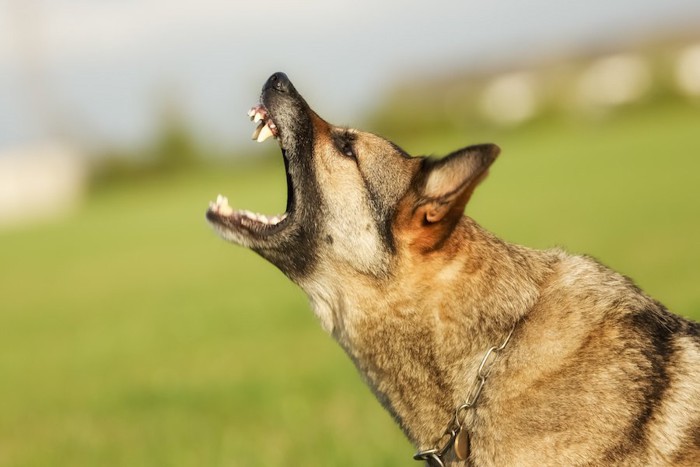 警戒して吠えている犬の横顔