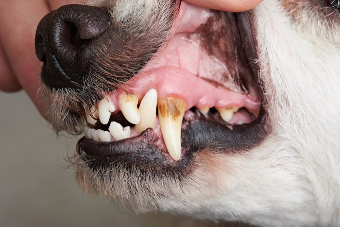 犬の犬歯についた歯石