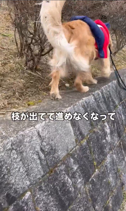 高いところに登りたがる空くん5