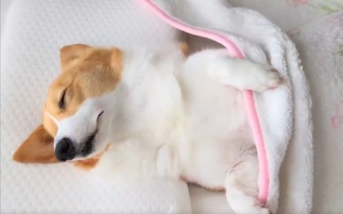 朝が弱い
