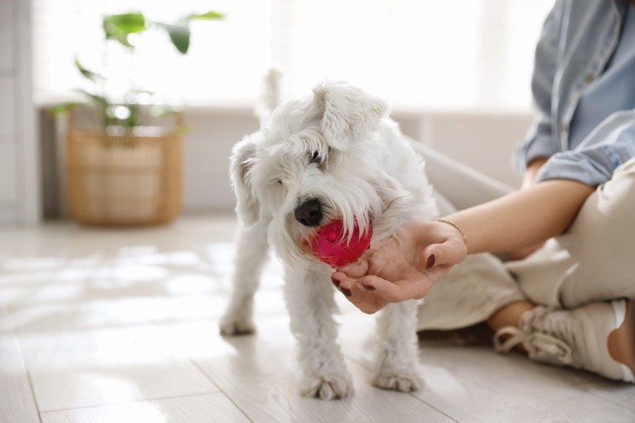飼い主が子犬と一緒に床で遊ぶシーン