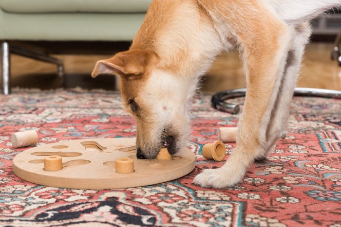 ボードパズルをする犬