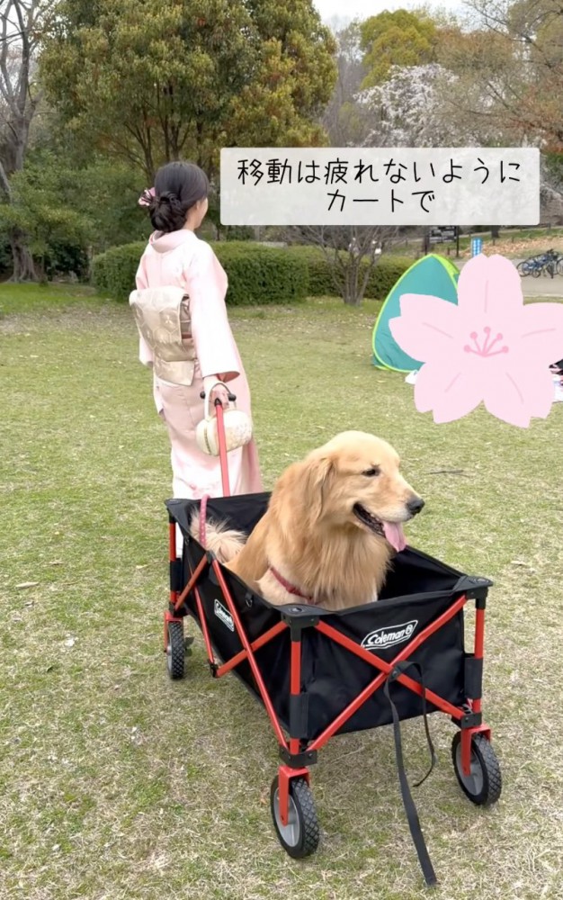 カートに乗る大型犬