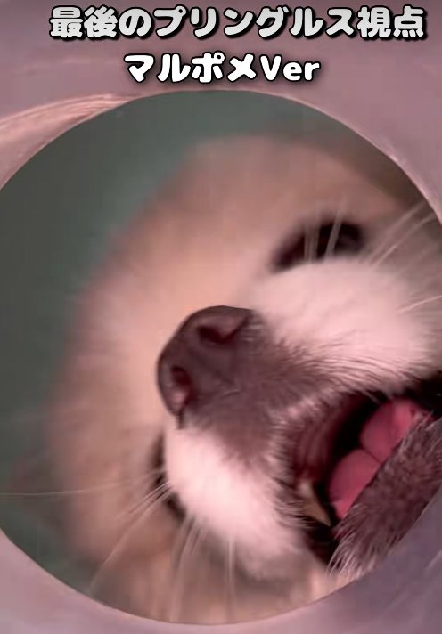 吠える小型犬