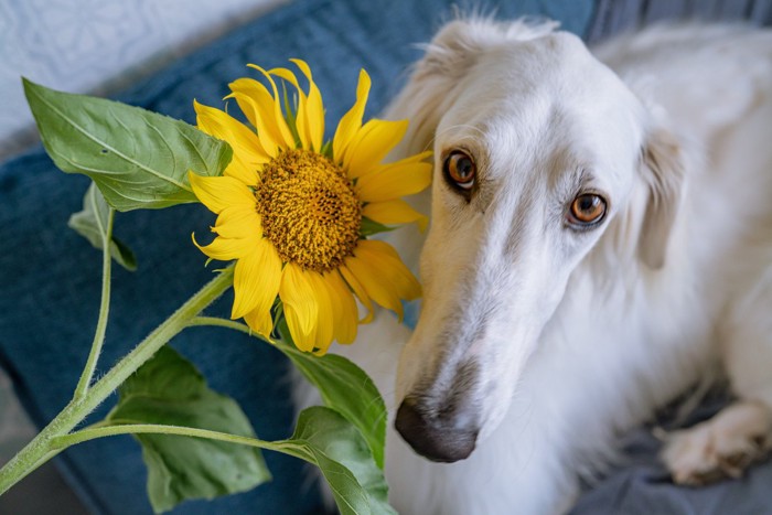 ヒマワリの花とボルゾイ