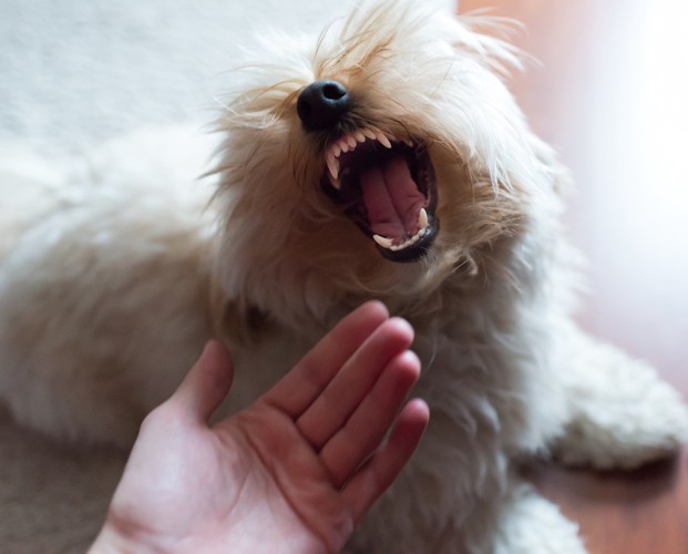 口を開けている犬と人の手