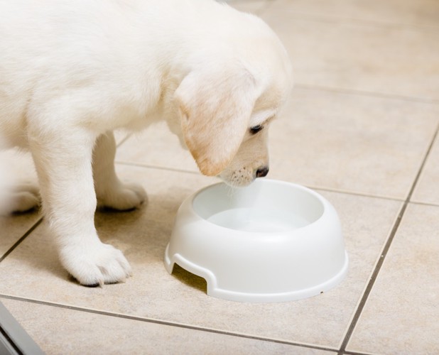 水を飲む犬