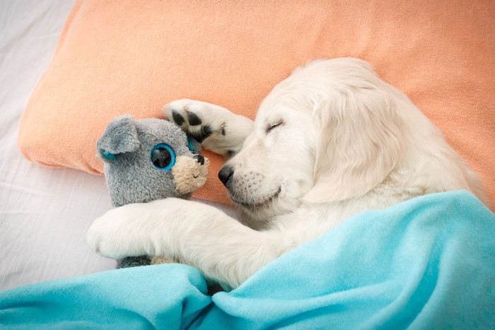 布団で眠る子犬