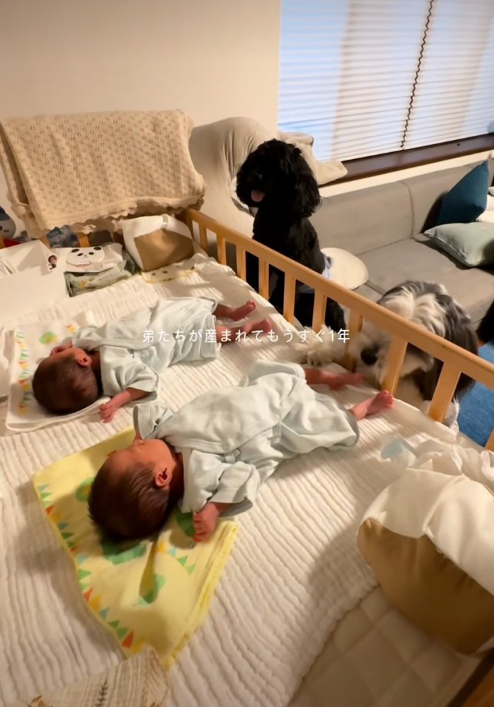 柵越しに見守る犬たち