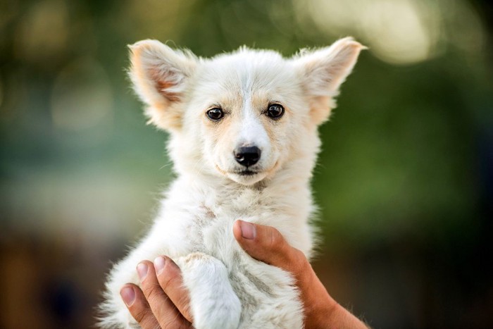 狐のような子犬