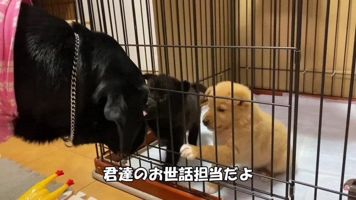 先住犬ジオちゃんと初対面