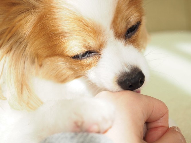 飼い主の手を舐める犬