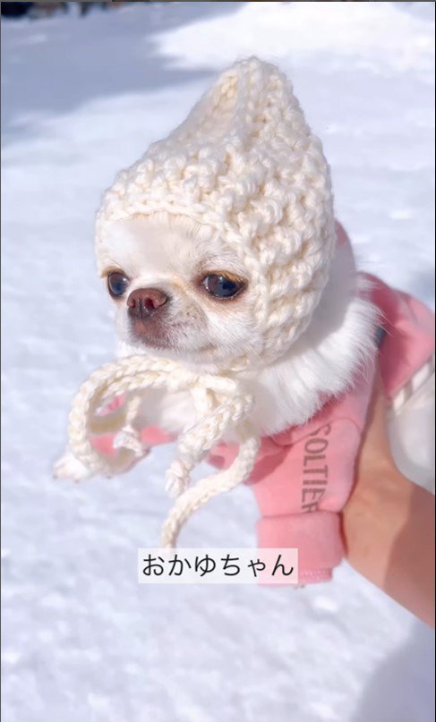 雪に戸惑うおかゆちゃん