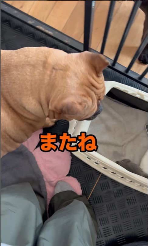 ラブちゃんと子犬の面会9