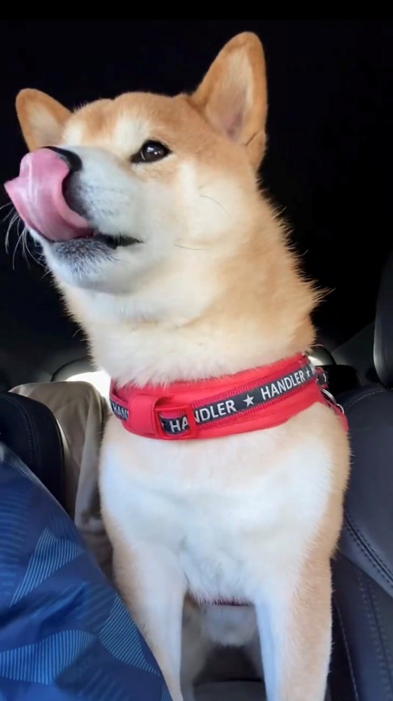 ぺろっと舌を出す犬