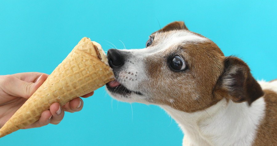 ソフトクリームを食べさせてもらっている犬