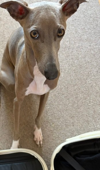 上目遣いのプットくん